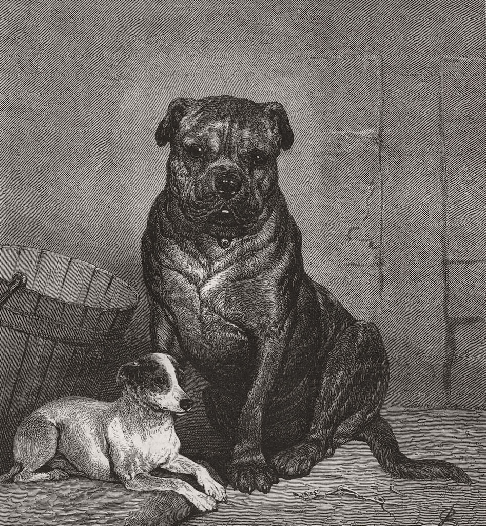 DOGS. Beauty and the beast 1874 old antique vintage print picture